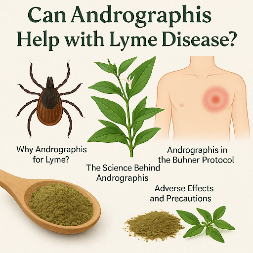 Can Andrographis Help with Lyme Disease?