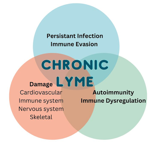 Biting Bugs and Lyme Disease: What You Need to Know to Stay Safe