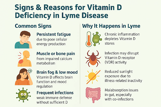 Lyme Disease and Vitamin D: Could a Hidden Deficiency Be Fueling Your Fatigue?