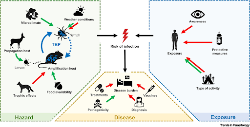 The Role of Borrelia Burgdorferi Bacteria in Lyme Disease