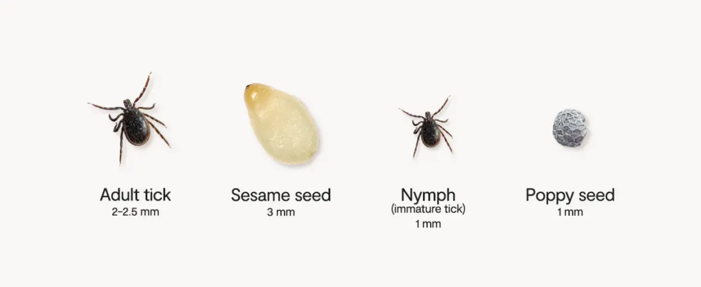 Tiny ticks