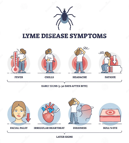 lyme-disease-symptoms-