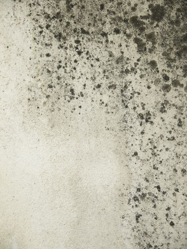 The Hidden Link Between Mold and Lyme Disease: What You Need to Know