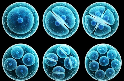 Stem Cells for Lyme Disease: Can Regeneration Offer New Hope?