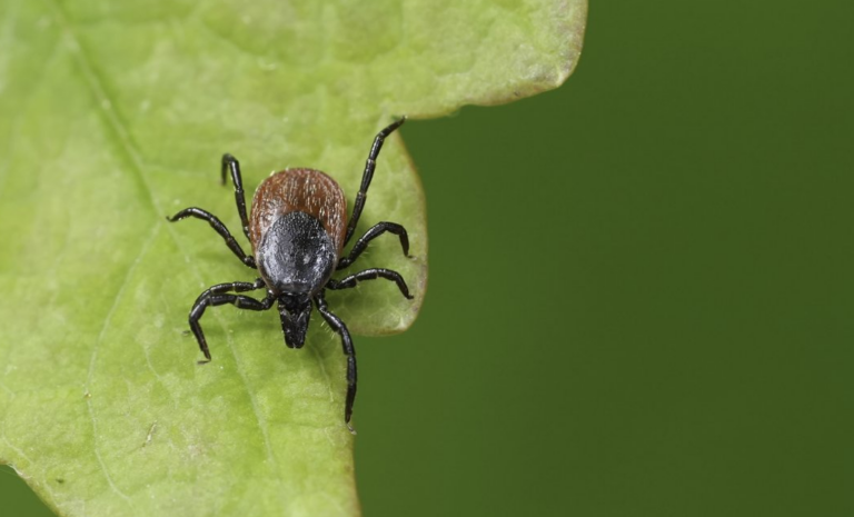 Effective Strategies for Preventing Lyme Disease Stay Safe Outdoors