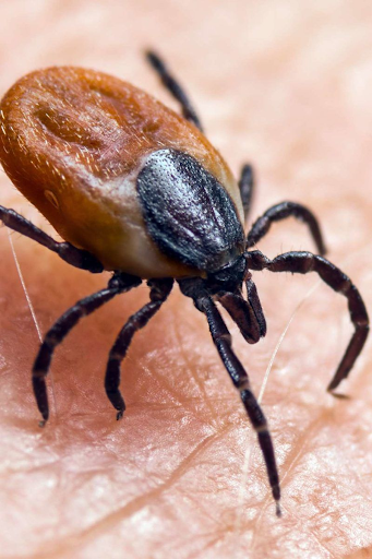 Dr. Berkowitz’s Lyme Protocol: Is Ivermectin the Key?