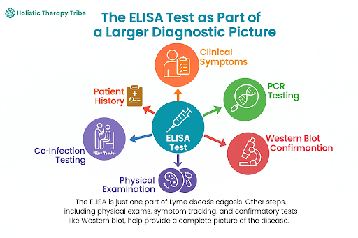 Lyme Disease ELISA Test: What Your Results Might Be Telling You