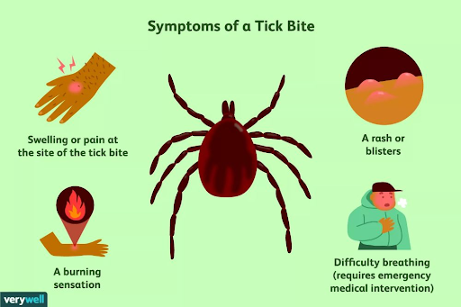 Lyme vs Rocky Mountain Fever: Know the Key Differences