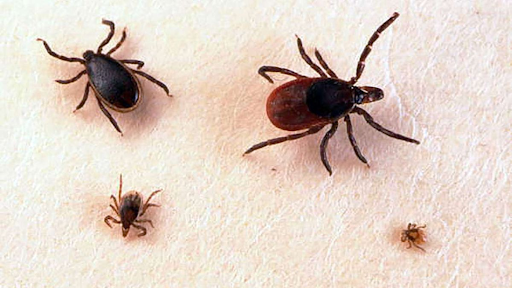 Lyme Disease & Body Changes: Hormones, Stool, & More